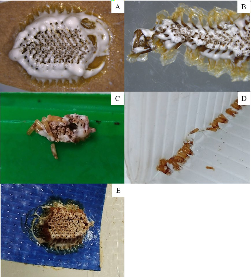 Optimizing The Sex Ratio And Oviposition Material For Mass Production