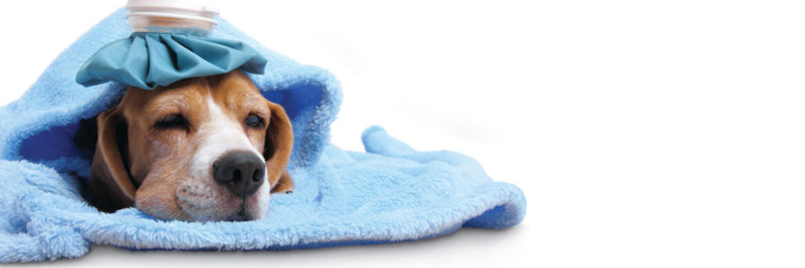 Animal-ailments-treating-your-sick-pet1-1500×1000-1024×683