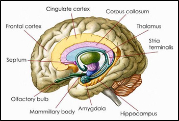 How the Autistic Mind Functions – an Insider’s Report – Kosmos Publishers