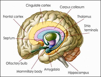 Reversal of Trauma Induced Autism – Kosmos Publishers